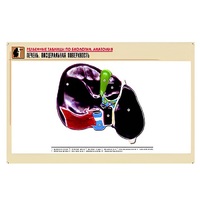 Рельефная таблица "Печень. Висцеральная поверхность" (формат А1, матовое ламинир.) - «globural.ru» - Рузаевка