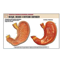 Рельефная таблица "Желудок. Внешняя и внутренняя поверхности" (формат А1, матовое ламинир.) - «globural.ru» - Рузаевка