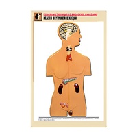 Рельефная таблица "Железы внутренней секреции" (формат А1, матовое ламинир.) - «globural.ru» - Рузаевка