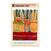 Рельефная таблица "Ворсинка кишечная с сосудом" (формат А1, матовое ламинир.) - «globural.ru» - Рузаевка