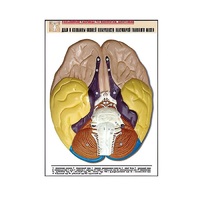 Рельефная таблица "Доли и извилины нижней поверхности полушарий головного мозга" - «globural.ru» - Рузаевка