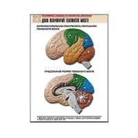 Рельефная таблица "Доли полушарий головного мозга" - «globural.ru» - Рузаевка