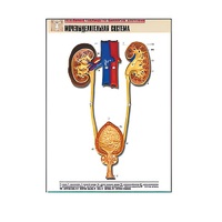 Рельефная таблица "Мочевыделительная система" (формат А1, матовое ламинир.) - «globural.ru» - Рузаевка