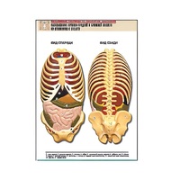 Рельефная таблица "Расположение органов грудной и брюшной полостей по отношению к скелету"(формат А1, лам.) - «globural.ru» - Рузаевка