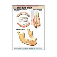 Рельефная таблица "Челюсти и зубы человека" (формат А1, матовое ламинир.) - «globural.ru» - Рузаевка