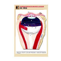 Рельефная таблица "Глаз. Строение" (формат А1, матовое ламинир.) - «globural.ru» - Рузаевка