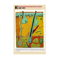 Рельефная таблица "Кожа. Разрез" (формат А1, матовое ламинир.) - «globural.ru» - Рузаевка