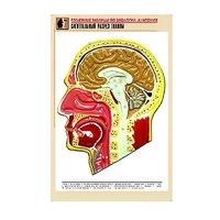 Рельефная таблица "Сагиттальный разрез головы" (формат А1, матовое ламинир.) - «globural.ru» - Рузаевка