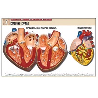 Рельефная таблица "Строение сердца" (формат А1, матовое ламинир.) - «globural.ru» - Рузаевка
