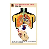 Рельефная таблица "Строение легких" (формат А1, матовое ламинир.) - «globural.ru» - Рузаевка