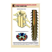 Рельефная таблица "Строение спинного мозга " (формат А1, матовое ламинир.) - «globural.ru» - Рузаевка