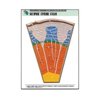 Рельефная таблица "Клеточное строение стебля" (формат А1, матовое ламинир.) - «globural.ru» - Рузаевка