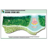 Рельефная таблица "Клеточное строение листа" (формат А1, матовое ламинир.) - «globural.ru» - Рузаевка