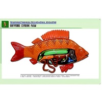 Рельефная таблица "Внутреннее строение рыбы" (формат А1, матовое ламинир.) - «globural.ru» - Рузаевка