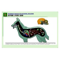 Рельефная таблица "Внутреннее строение собаки" (формат А1, матовое ламинир.) - «globural.ru» - Рузаевка