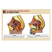 Рельефная таблица "Таз мужской и женский" (формат А1, матовое ламинир.) - «globural.ru» - Рузаевка