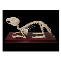 Скелет кролика - «globural.ru» - Рузаевка