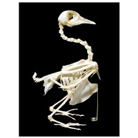 Скелет голубя - «globural.ru» - Рузаевка