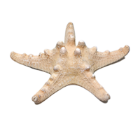 Сухой препарат "Звезда морская" (вариант 2) - «globural.ru» - Рузаевка