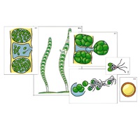 Модель-аппликация "Размножение многоклеточной водоросли" (ламинированная) - «globural.ru» - Рузаевка