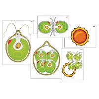 Модель-аппликация "Размножение одноклеточной водоросли" (ламинированная) - «globural.ru» - Рузаевка