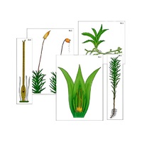 Модель-аппликация "Размножение мха" (ламинированная) - «globural.ru» - Рузаевка