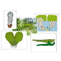 Модель-аппликация "Размножение папоротника" (ламинированная) - «globural.ru» - Рузаевка