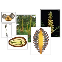 Модель-аппликация "Размножение сосны" (ламинированная) - «globural.ru» - Рузаевка