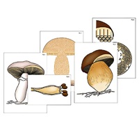 Модель-аппликация "Размножение шляпочного гриба" (ламинированная) - «globural.ru» - Рузаевка