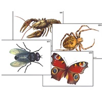 Модель-аппликация "Разнообразие беспозвоночных" (ламинированная) - «globural.ru» - Рузаевка