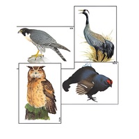 Модель-аппликация "Разнообразие высших хордовых 1. Пресмыкающиеся и птицы" (ламинированная) - «globural.ru» - Рузаевка