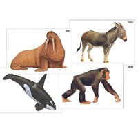 Модель-аппликация "Разнообразие высших хордовых 2. Млекопитающие" (ламинированная) - «globural.ru» - Рузаевка