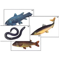 Модель-аппликация "Разнообразие низших и высших хордовых" (ламинированная) - «globural.ru» - Рузаевка