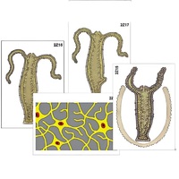 Модель-аппликация "Строение и размножение гидры" (ламинированная) - «globural.ru» - Рузаевка