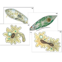 Модель-аппликация "Строение и разнообразие простейших" (ламинированная) - «globural.ru» - Рузаевка