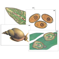 Модель-аппликация "Циклы развития печеночного сосальщика и бычьего цепня" (ламинированная) - «globural.ru» - Рузаевка