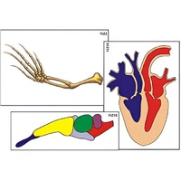 Модель-аппликация "Эволюция важнейших систем органов позвоночных" (ламинированная) - «globural.ru» - Рузаевка