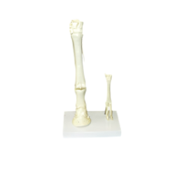 Модель "Скелет конечностей лошади и овцы" (на подставке) - «globural.ru» - Рузаевка