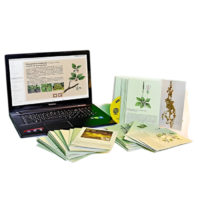 Гербарий натурально-интерактивный "Дикорастущие растения" - «globural.ru» - Рузаевка