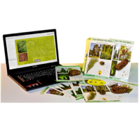 Коллекция натурально-интерактивная "Голосеменные растения" - «globural.ru» - Рузаевка