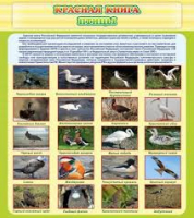 Стенд "Красная книга - птицы" - «globural.ru» - Рузаевка