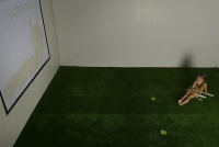 Интерактивная светозвуковая система “Лайт Бим” - «globural.ru» - Рузаевка