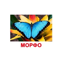 Карточки Домана "Бабочки" - «globural.ru» - Рузаевка
