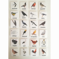 Набор карточек "ПТИЦЫ" - «globural.ru» - Рузаевка