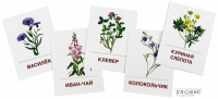 Раздаточные карточки "Цветы полевые" - «globural.ru» - Рузаевка