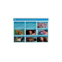 Стенд-планшет светодинамический "Изучение типических патологических процессов в организмах животных" - «globural.ru» - Рузаевка