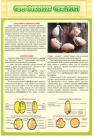 Стенд "Строение семян" - «globural.ru» - Рузаевка