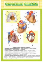 Стенд "Строение сердца" - «globural.ru» - Рузаевка