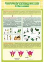 Стенд "Способы размножения растений" - «globural.ru» - Рузаевка