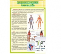 Стенд "Кровеносная система" - «globural.ru» - Рузаевка
